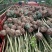 木芙蓉5-10公分基地批发自产自销数量大