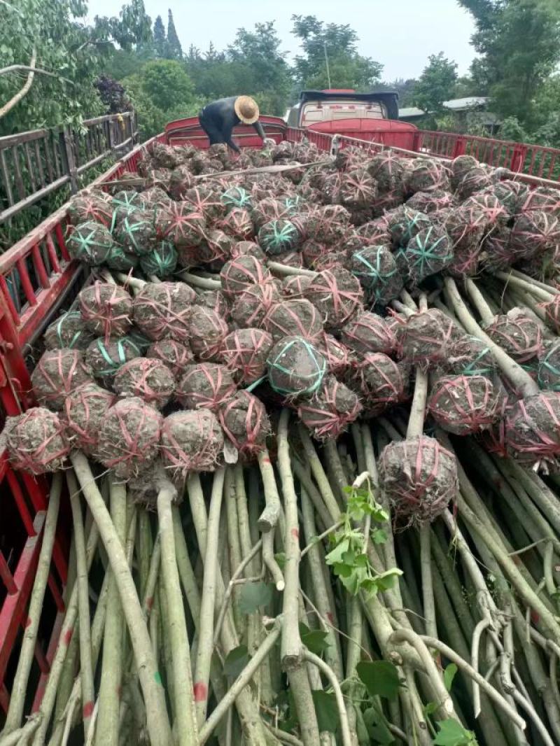 木芙蓉5-10公分基地批发自产自销数量大