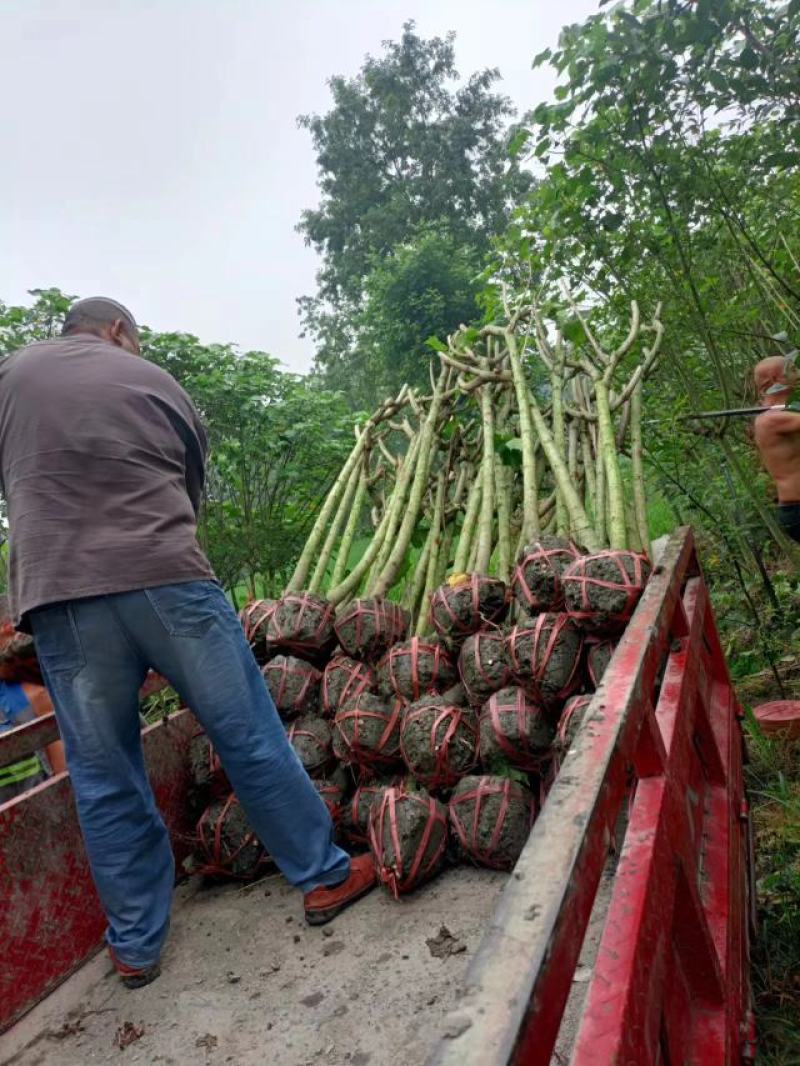 木芙蓉5-10公分基地批发自产自销数量大