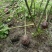木芙蓉5-10公分基地批发自产自销数量大