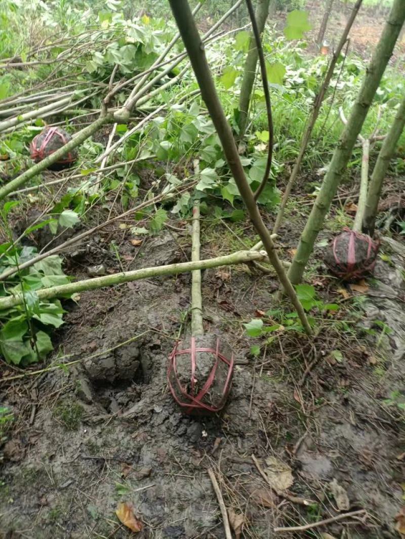 木芙蓉5-10公分基地批发自产自销数量大