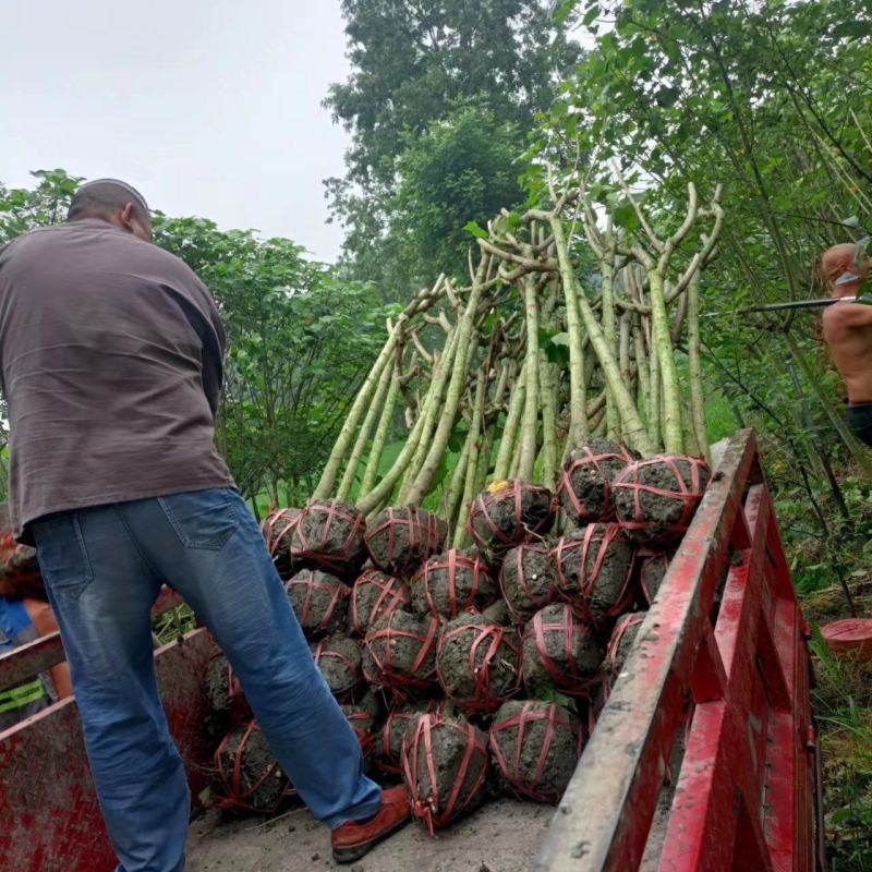 木芙蓉5-10公分基地批发自产自销数量大