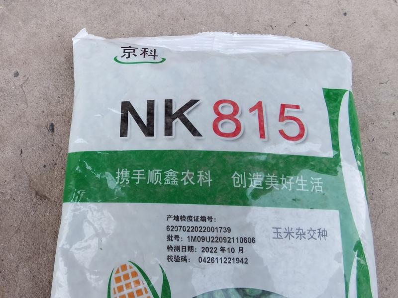 京科815玉米：苗势旺、株型好、耐高温阴雨、丰产性突出