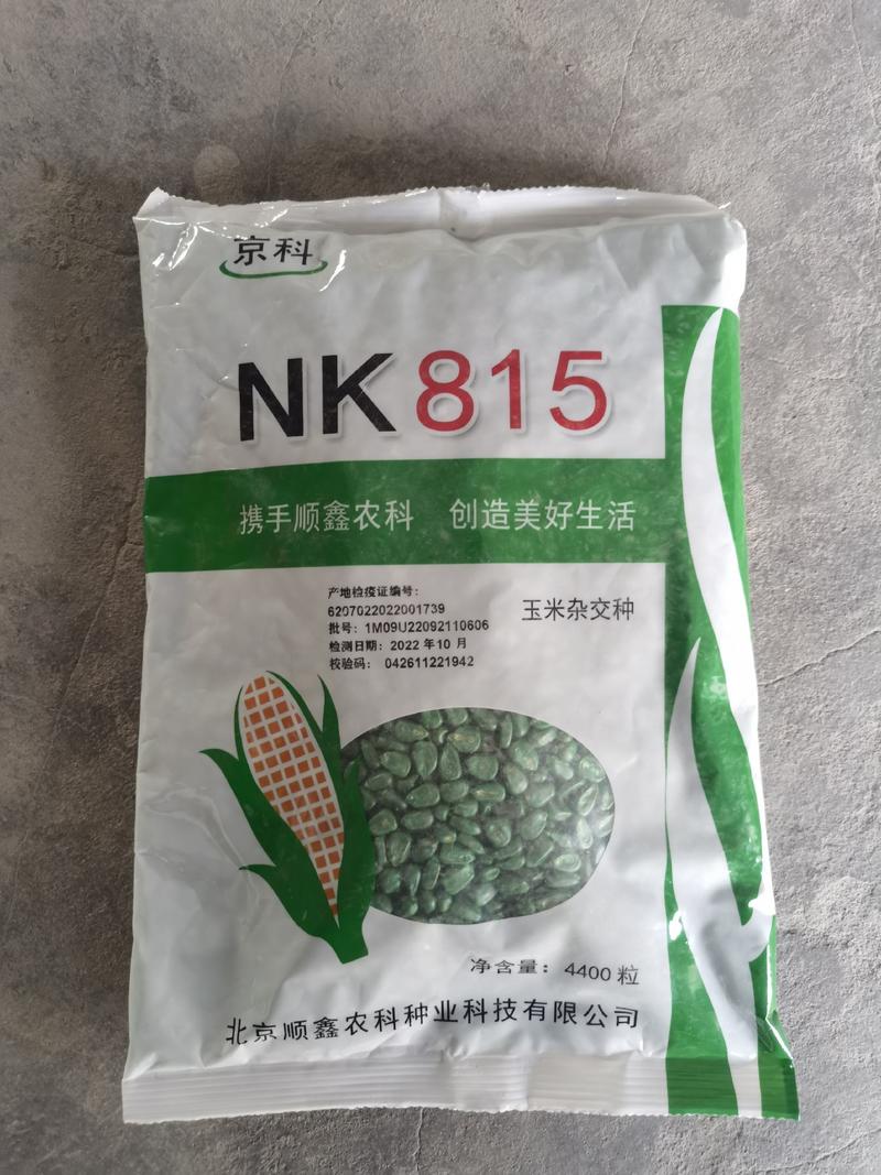 京科815玉米：苗势旺、株型好、耐高温阴雨、丰产性突出
