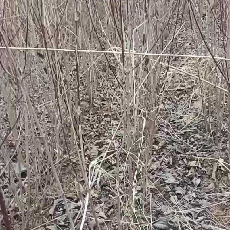 山茱萸