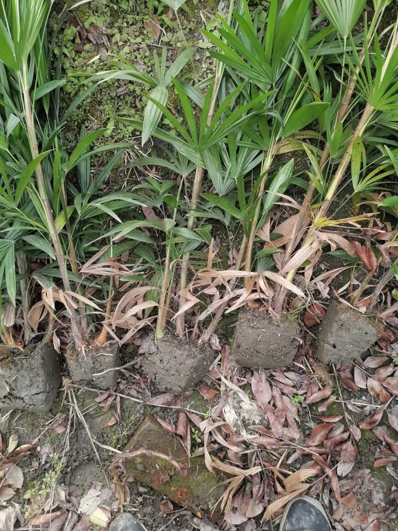 细叶棕竹、细叶棕竹杯苗