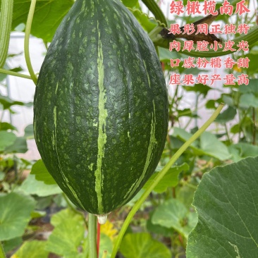 墨绿橄榄贵族南瓜种子早熟座果好产量高，果形独特细粉面甜