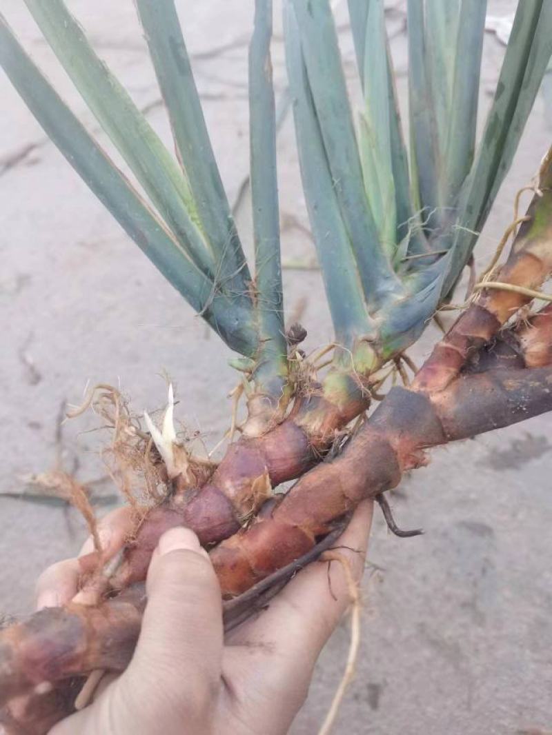 新鲜石昌蒲