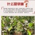 广西大化土特产雅龙旱藕粉丝