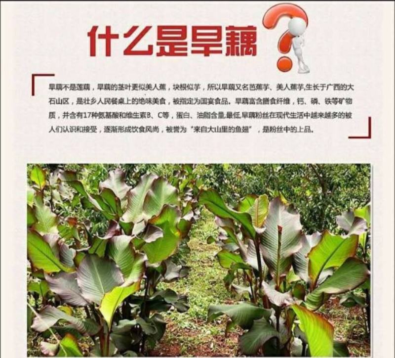 广西大化土特产雅龙旱藕粉丝
