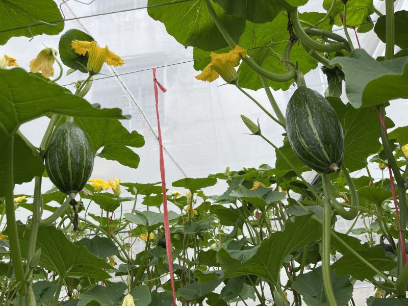 墨绿橄榄贵族南瓜种子早熟座果好产量高，果形独特细粉面甜