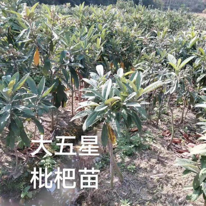 枇杷苗营养杯枇杷苗大五星品种齐全价格低廉