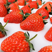 新鲜草莓现摘现发对接速冻工厂果酱加工厂批发市场电商团购
