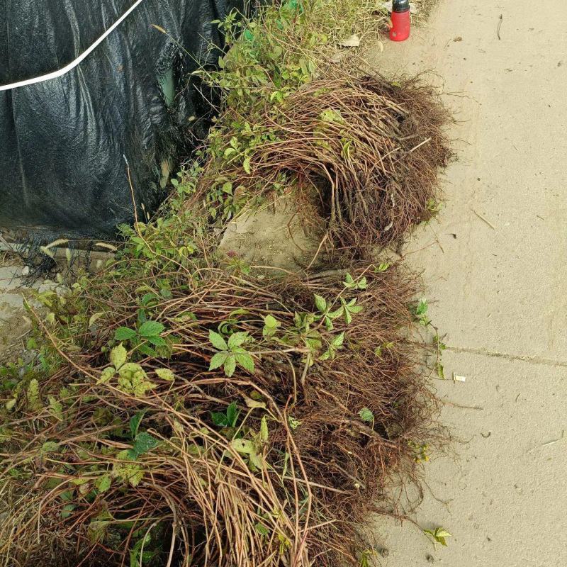 爬山虎五叶地锦带泥浆杯苗量大30公分-50公分