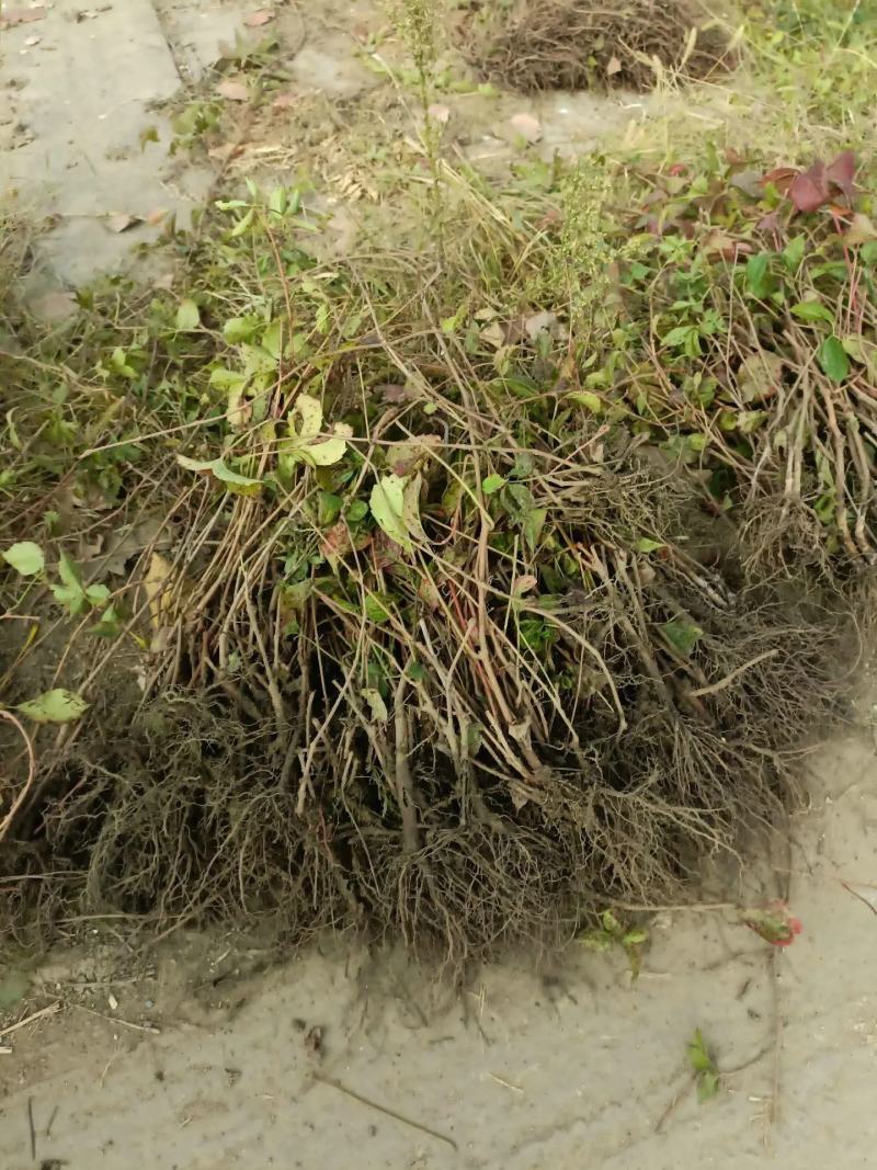 爬山虎五叶地锦带泥浆杯苗量大30公分-50公分