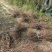 爬山虎五叶地锦带泥浆杯苗量大30公分-50公分