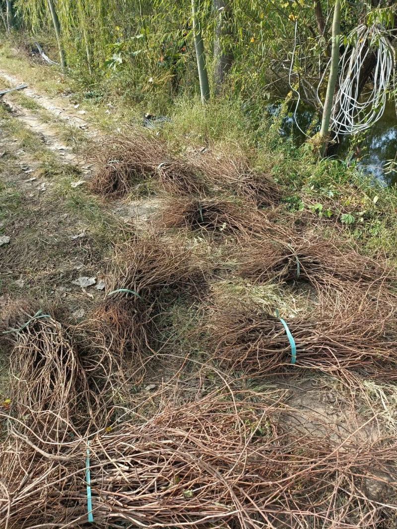 爬山虎五叶地锦带泥浆杯苗量大30公分-50公分