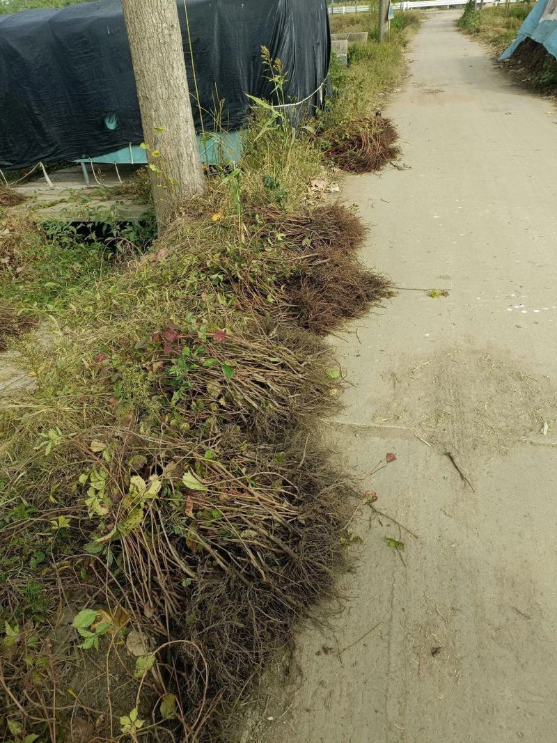 爬山虎五叶地锦带泥浆杯苗量大30公分-50公分
