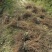 爬山虎五叶地锦带泥浆杯苗量大30公分-50公分