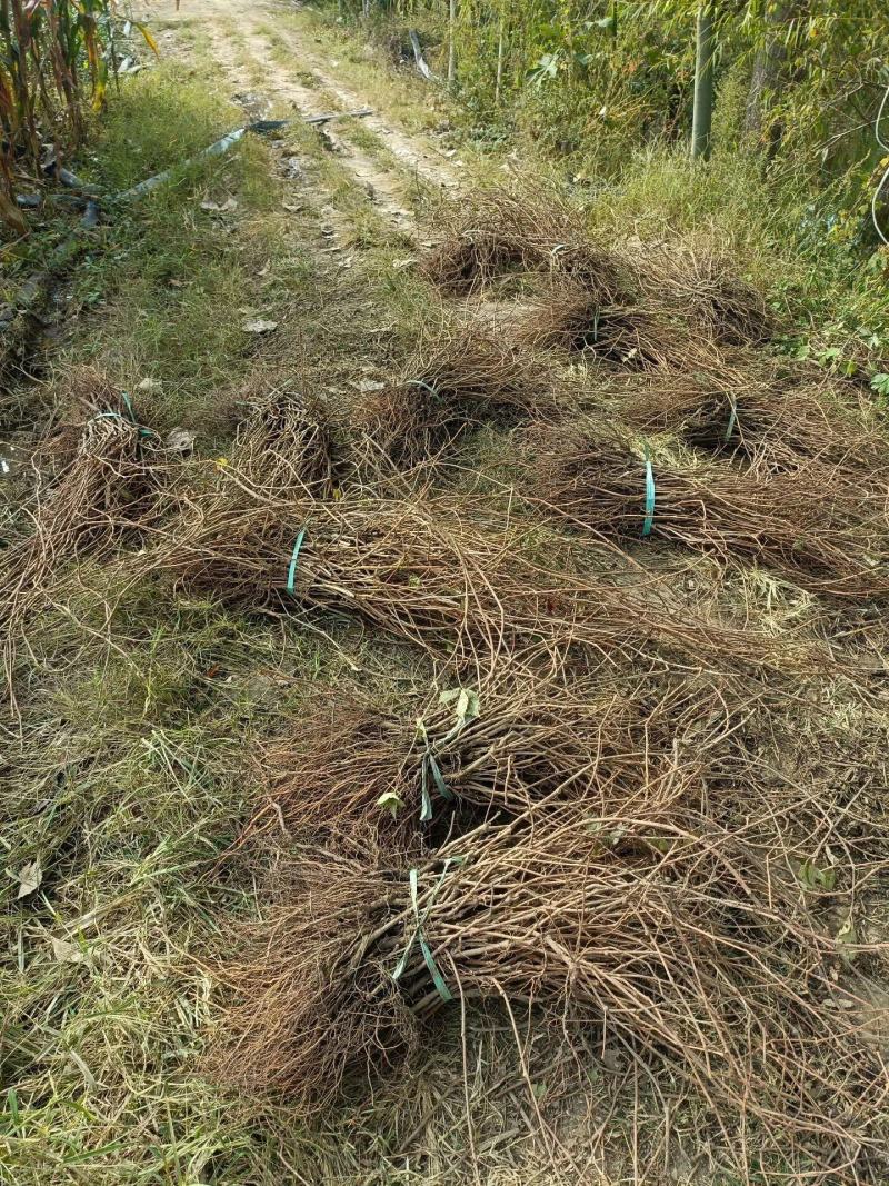 爬山虎五叶地锦带泥浆杯苗量大30公分-50公分