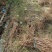 爬山虎五叶地锦带泥浆杯苗量大30公分-50公分