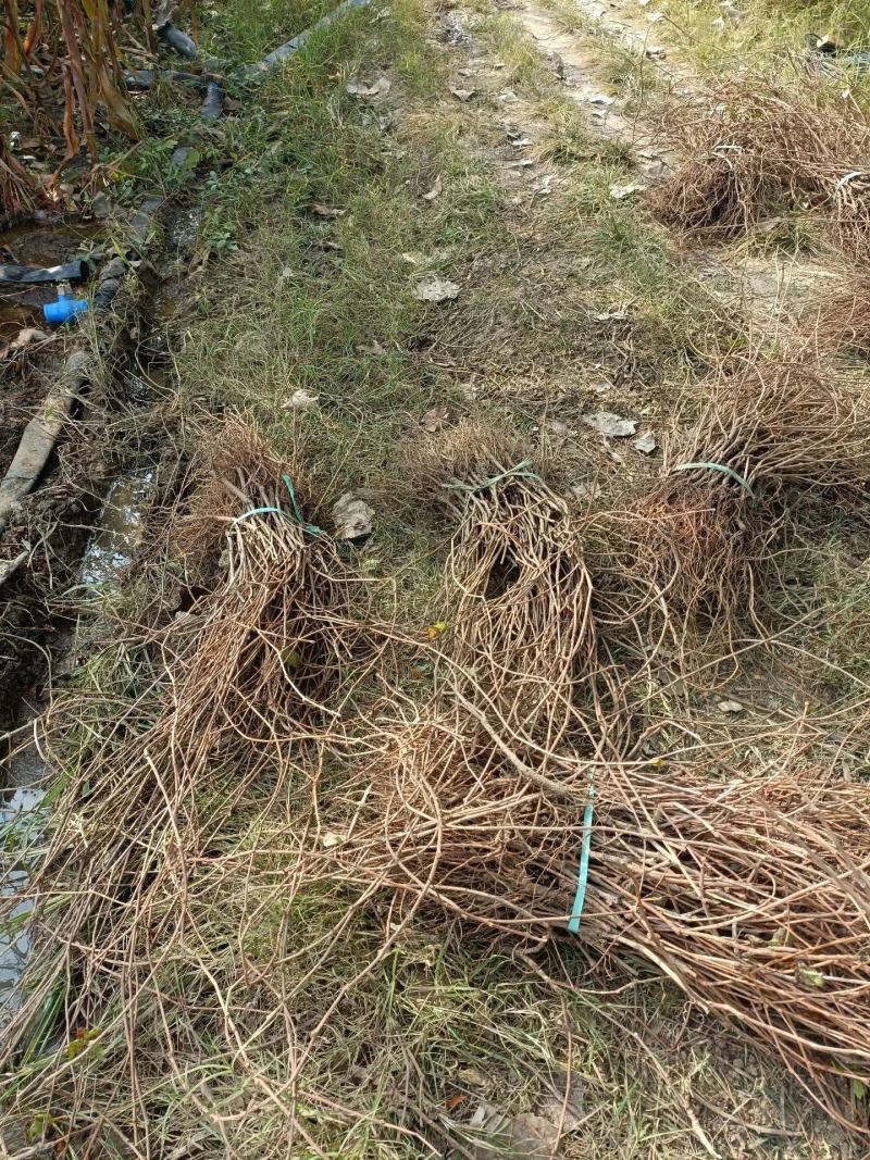 爬山虎五叶地锦带泥浆杯苗量大30公分-50公分