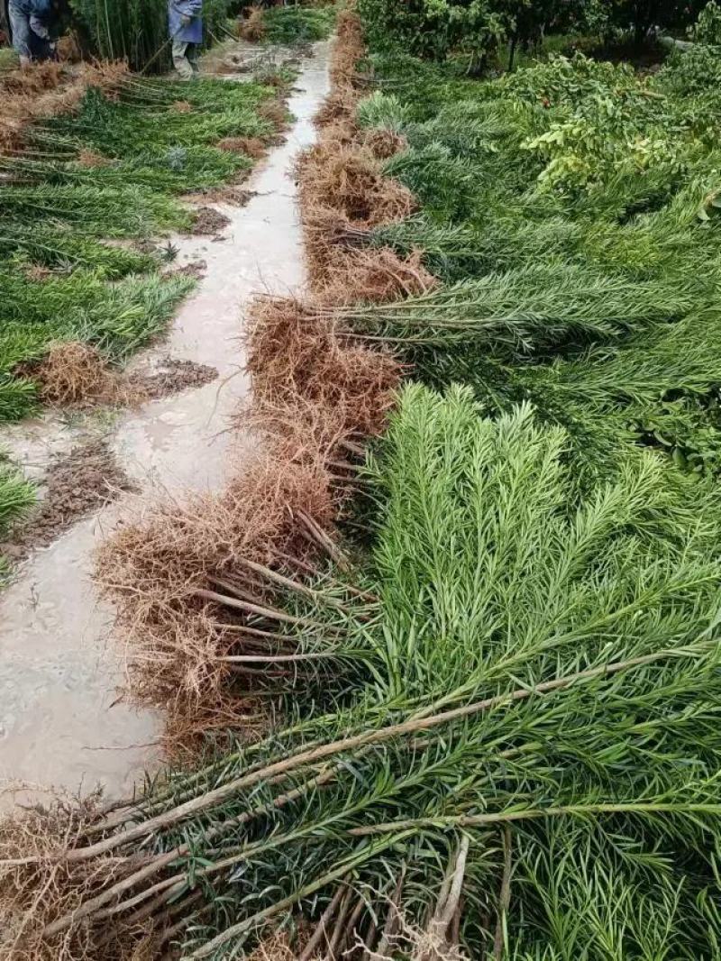 罗汉松苗规格齐全大量现货杯苗小苗地栽苗