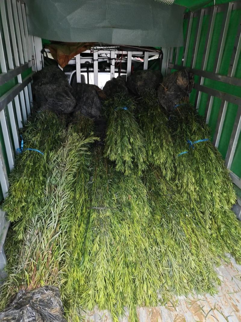 罗汉松苗规格齐全大量现货杯苗小苗地栽苗