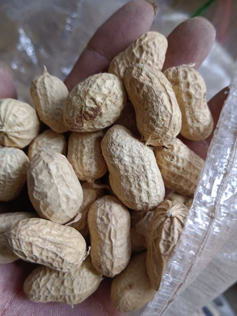 豌豆子