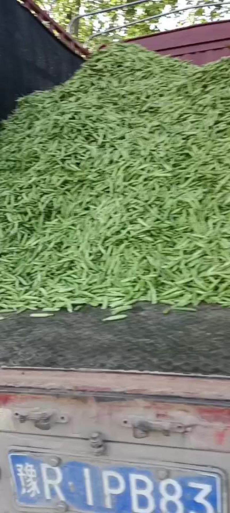 豌豆子