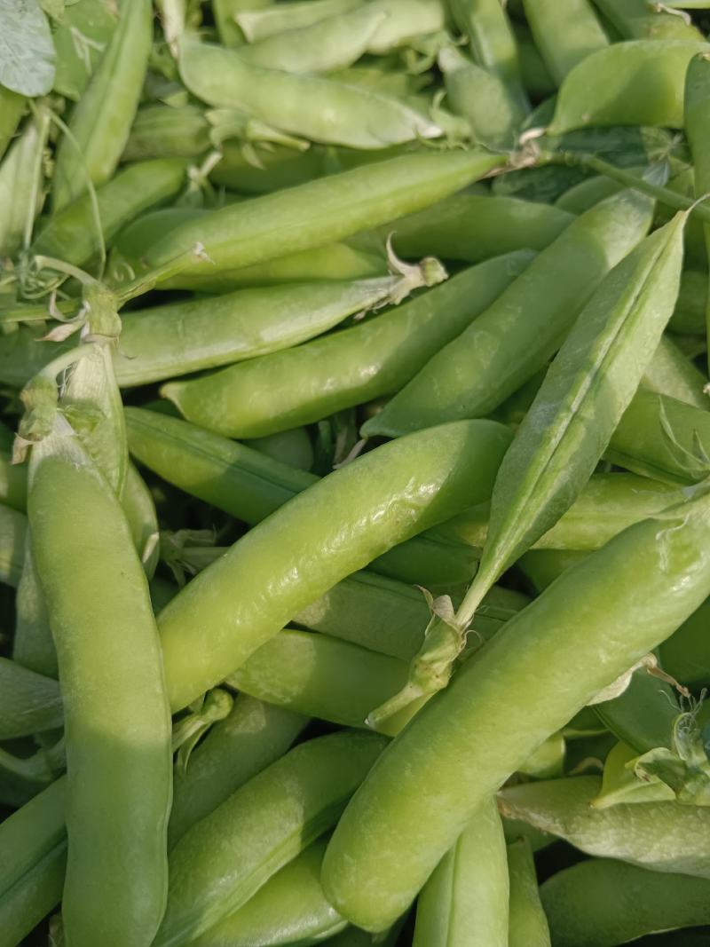 豌豆子