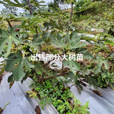 无花果树苗波姬红布兰瑞克金傲芬无花果苗品种纯正