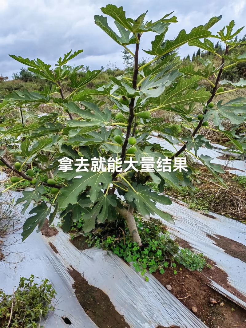 无花果树苗波姬红布兰瑞克金傲芬无花果苗品种纯正