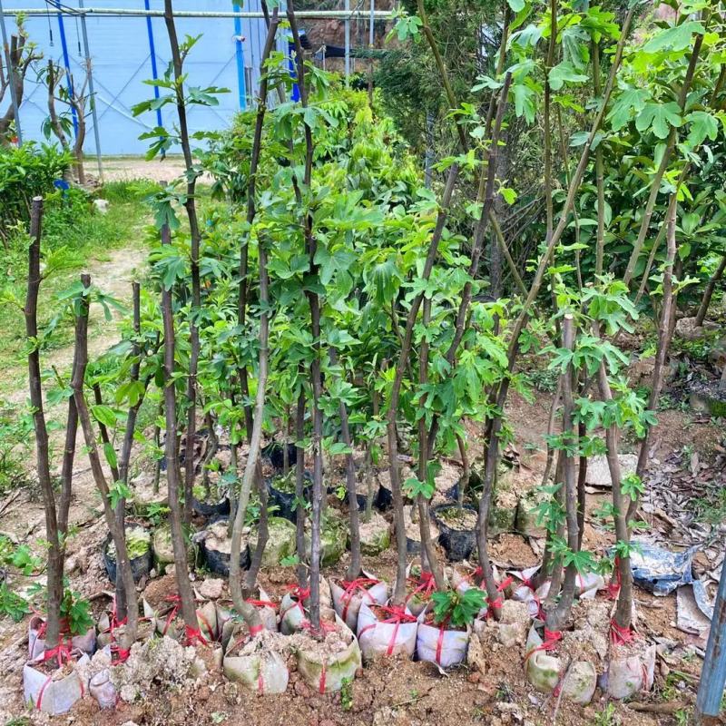 无花果树苗波姬红布兰瑞克金傲芬无花果苗品种纯正