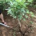 无花果树苗波姬红布兰瑞克金傲芬无花果苗品种纯正