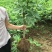 无花果树苗波姬红布兰瑞克金傲芬无花果苗品种纯正