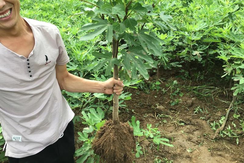 无花果树苗波姬红布兰瑞克金傲芬无花果苗品种纯正
