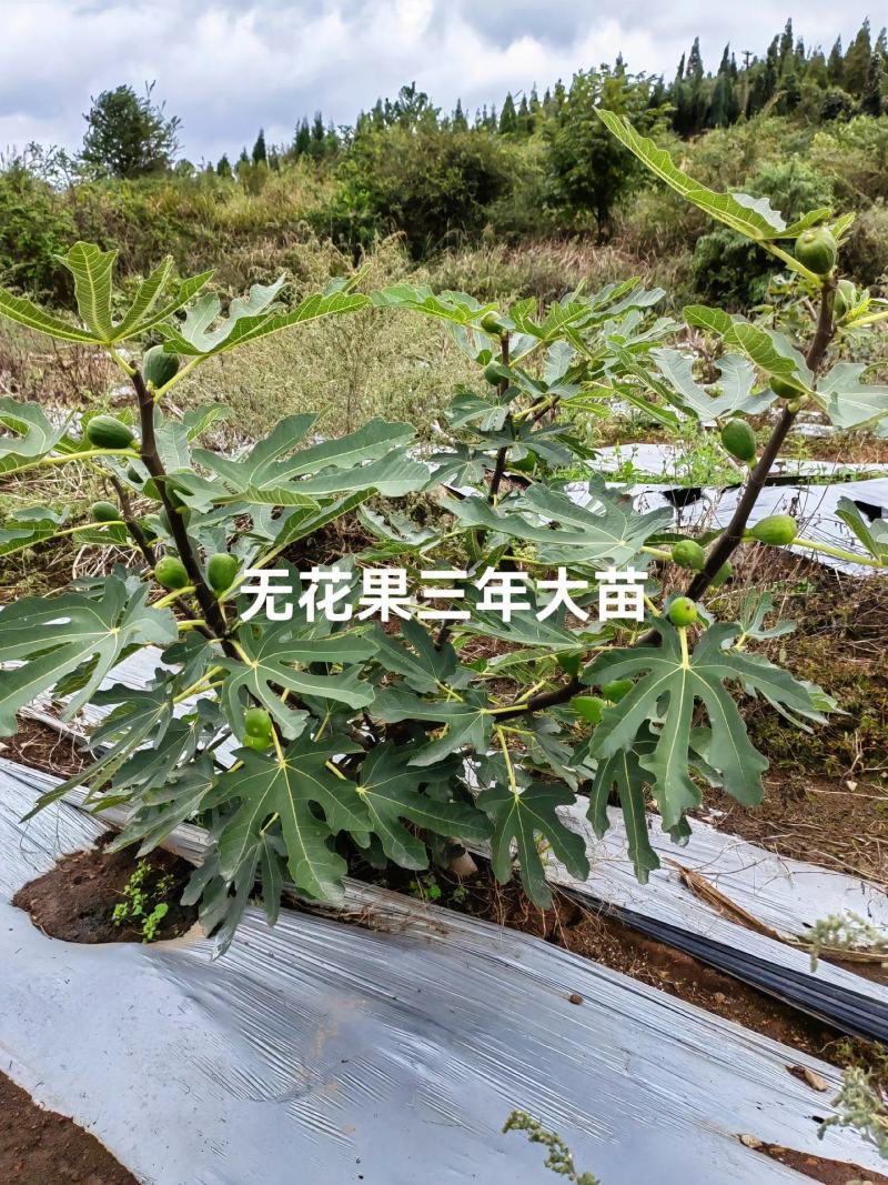 无花果树苗波姬红布兰瑞克金傲芬无花果苗品种纯正