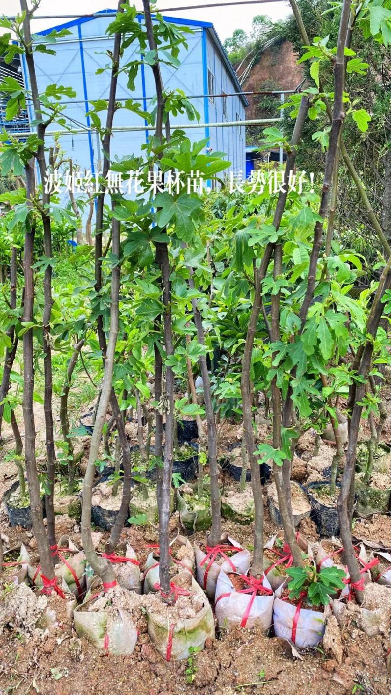 无花果树苗波姬红布兰瑞克金傲芬无花果苗品种纯正