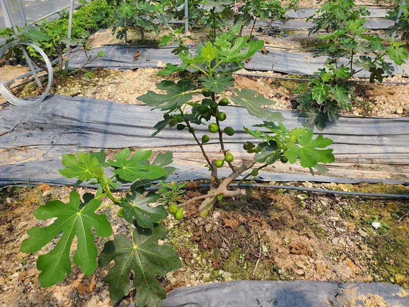 无花果树苗波姬红布兰瑞克金傲芬无花果苗品种纯正