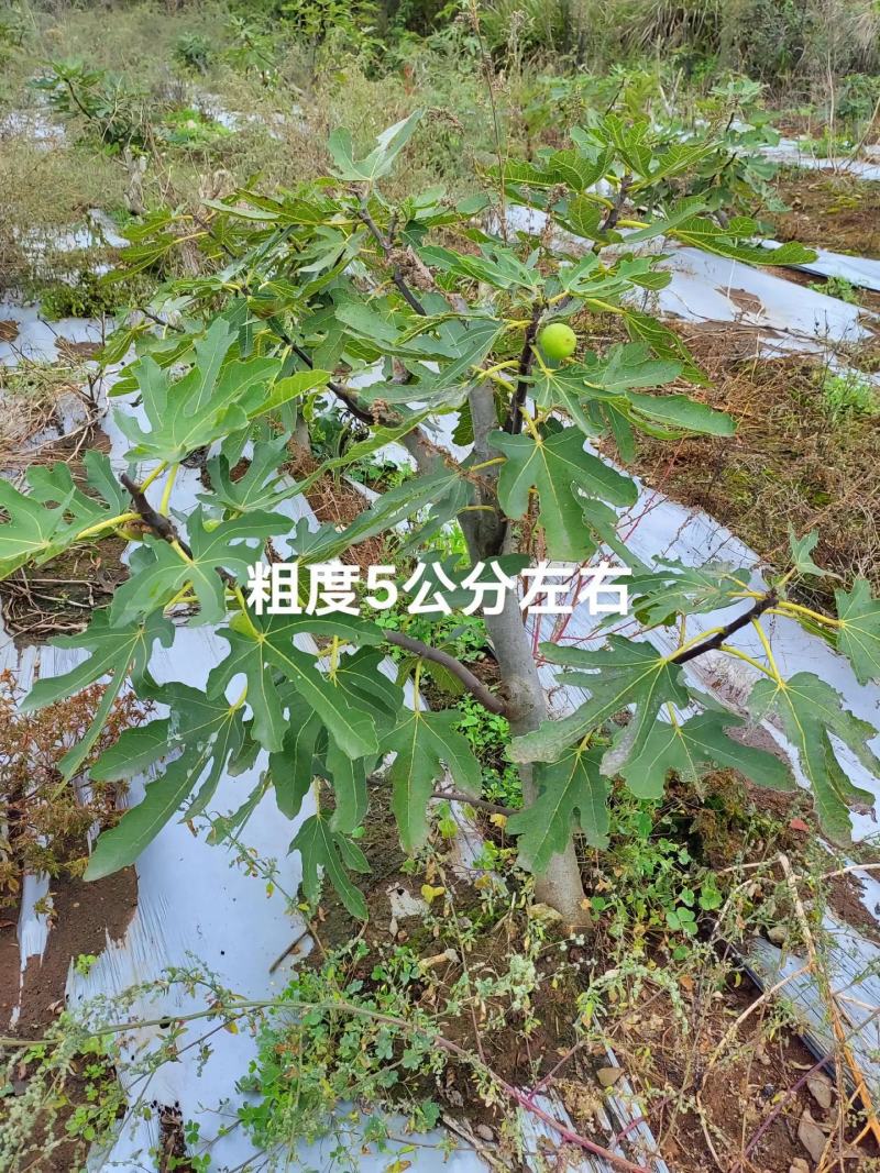 无花果树苗波姬红布兰瑞克金傲芬无花果苗品种纯正