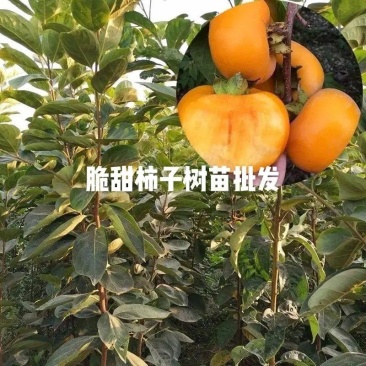 太秋柿子树苗脆甜软柿日本品种柿子苗产地直发