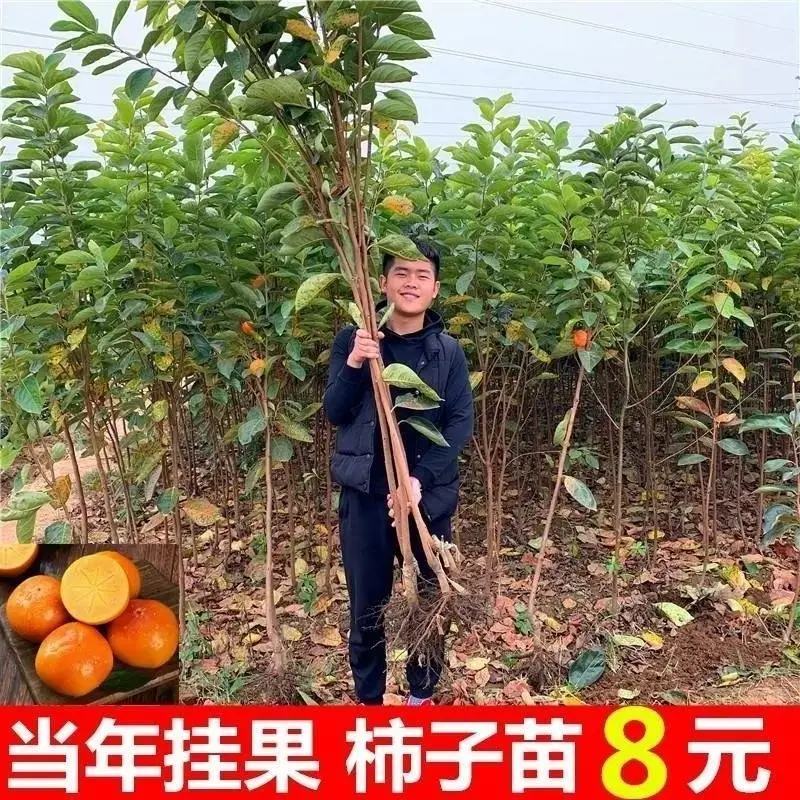 太秋柿子树苗脆甜软柿日本品种柿子苗产地直发