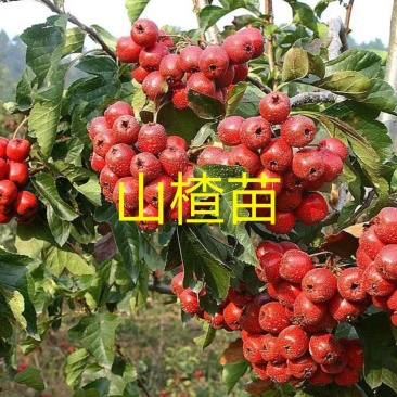 大金星山楂苗大五棱山楂树苗黄山优质品种
