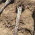 大金星山楂苗大五棱山楂树苗黄山优质品种