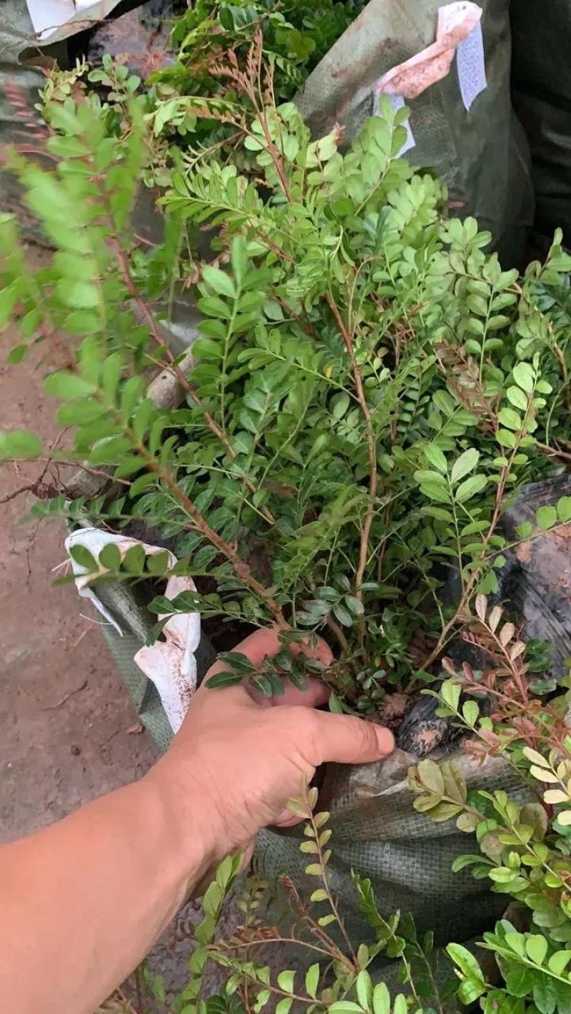 清香木精品红芽清香木树袋苗现货低价