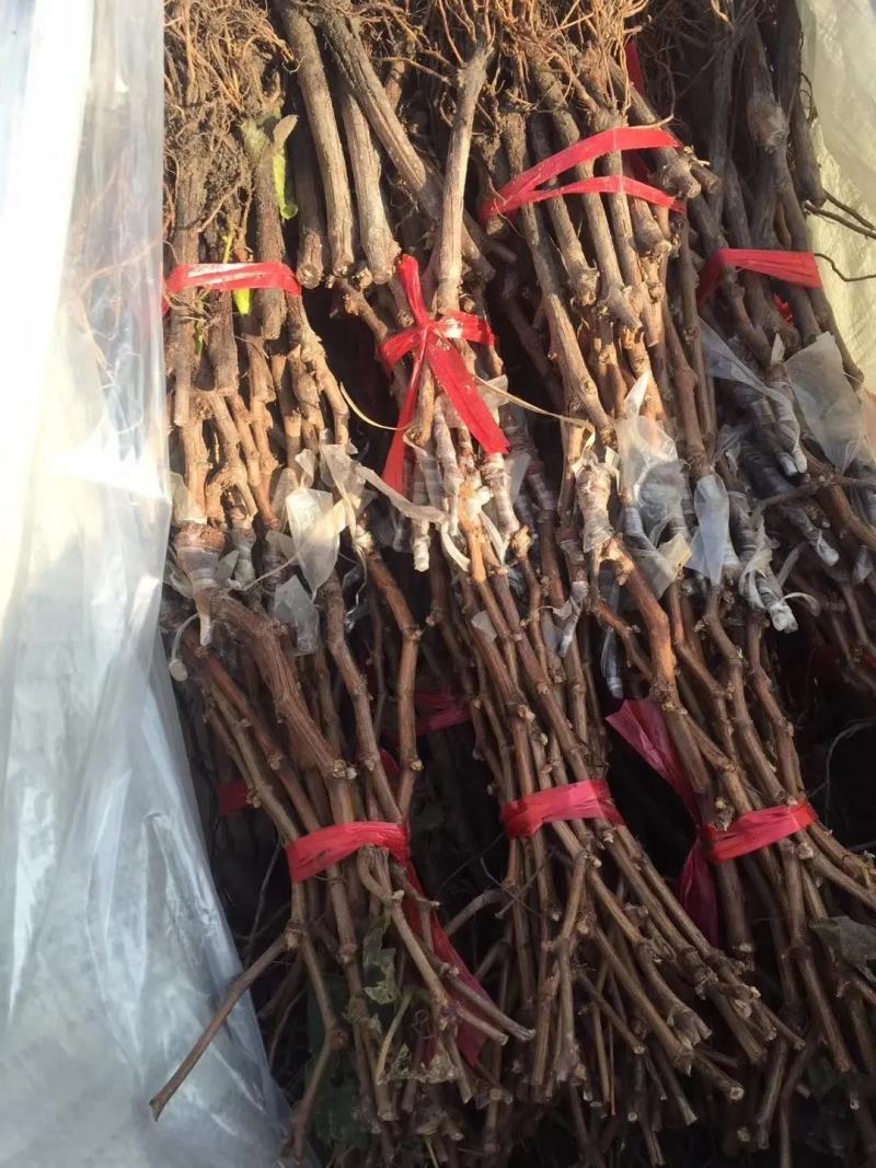 葡萄苗阳光玫瑰葡萄苗蓝宝石品质保证大量现货