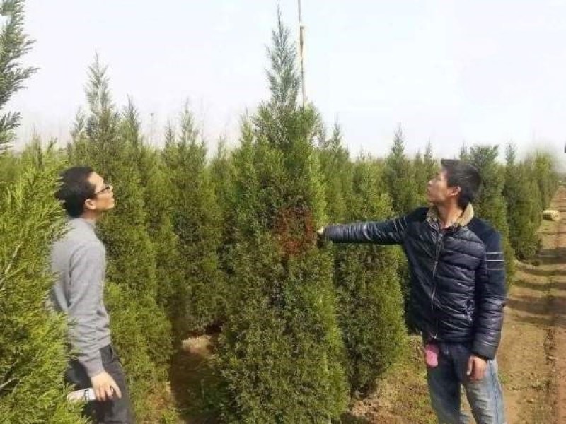 圆柏苗