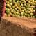 海南椰子椰青，产地直供一手货源，对接各大市场电商社区团购