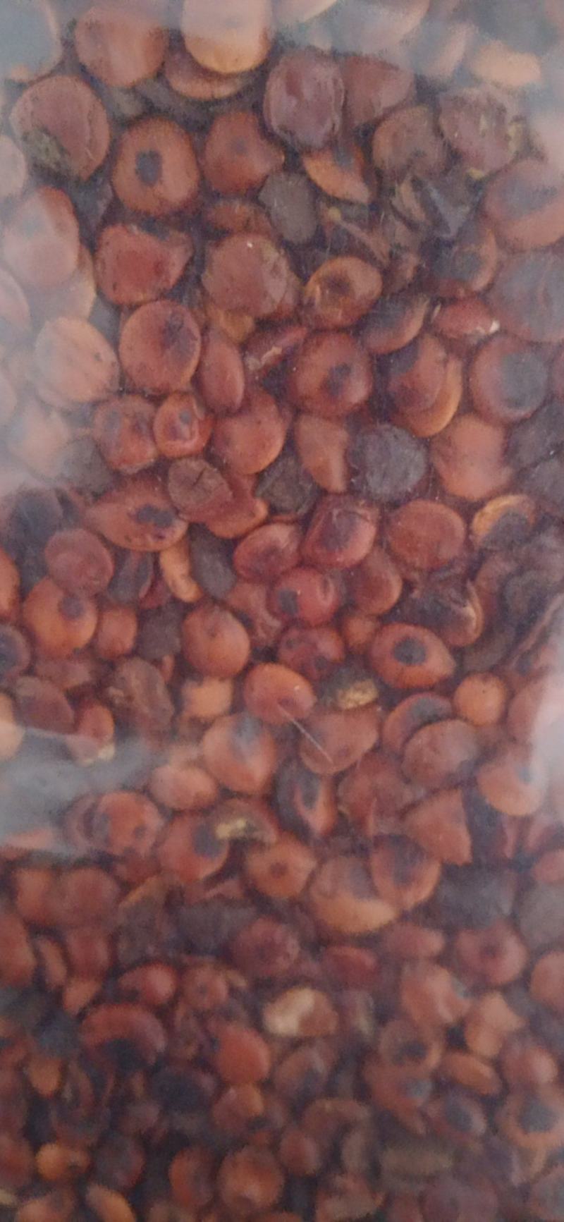 【枣仁】酸枣仁进口枣仁炒枣仁规格齐全质量保证量大优惠。